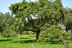 Apfelbaum in der Streuobstwiese