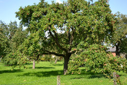 Apfelbaum in der Streuobstwiese